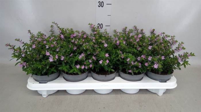 <h4>Cuphea hyssopifolia</h4>