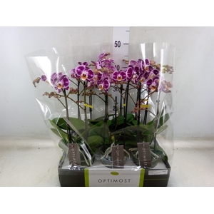 Phalaenopsis multi. 'Bubbles'