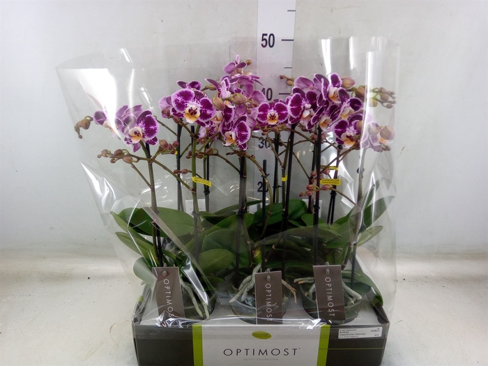 <h4>Phalaenopsis multi. 'Bubbles'</h4>