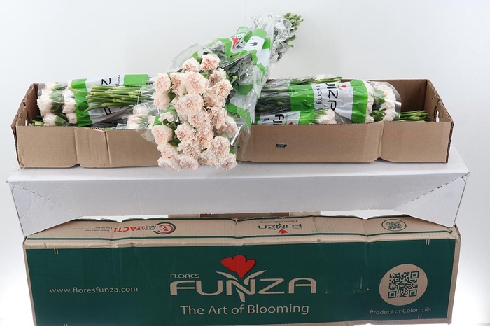 <h4>Di St Brut Box</h4>