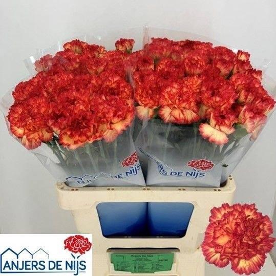 <h4>Di St Zenit</h4>