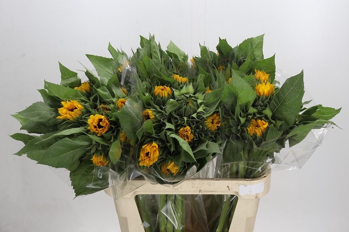 Helianthus Orange Fire