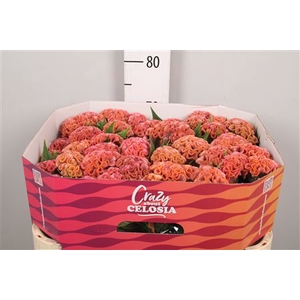 Cel C Pink Delight