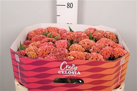 <h4>Cel C Pink Delight</h4>