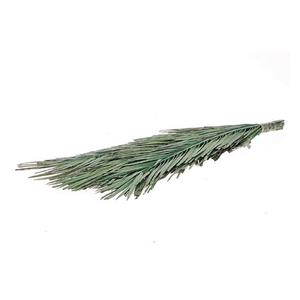 Bunch Palm Jhar Leaf 10 Pcs L60