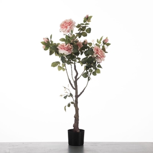 Af Rosa In Pot H115cm Pink