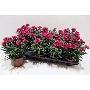 Dian Osc Purple Wing