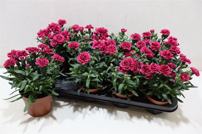 <h4>Dian Osc Purple Wing</h4>