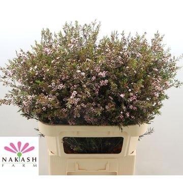 <h4>CHAME UN ROMI</h4>