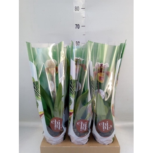 Paphiopedilum  'Amerikaanse hybrid'