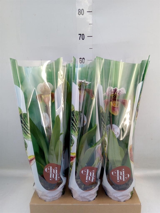 <h4>Paphiopedilum  'Amerikaanse hybrid'</h4>