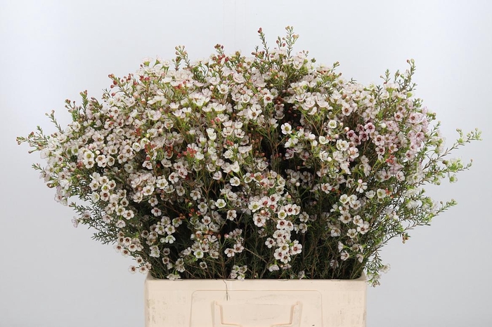 <h4>Chame Un Dor</h4>