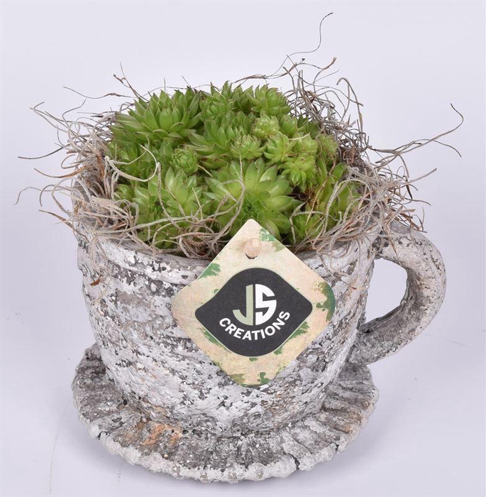 <h4>Cemt kop met schotel 9/12 cm</h4>