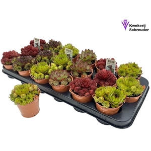 ARR SEMPERVIVUM
