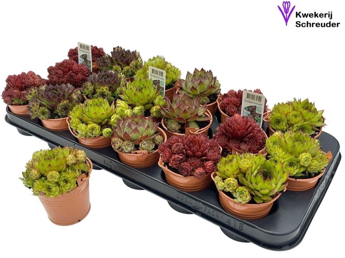 <h4>ARR SEMPERVIVUM</h4>