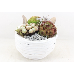 arr4 Semp MB - Hout rond L white x2