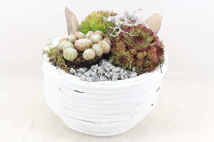 <h4>arr4 Semp MB - Hout rond L white x2</h4>