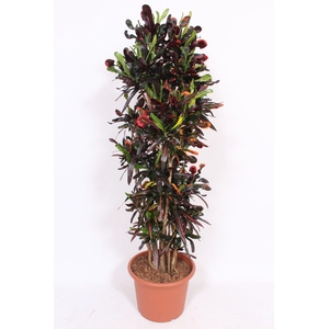 Codiaeum Mammi (Croton)