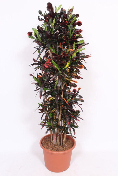 <h4>Codiaeum Mammi (Croton)</h4>