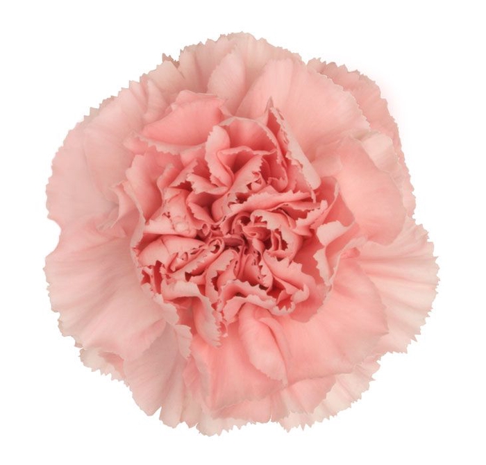 <h4>CRAVO KLEOS 060 CM</h4>