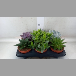 Succulents   ...mix 6