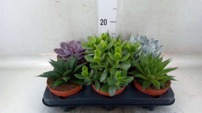 <h4>Succulents   ...mix 6</h4>