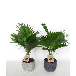 Livistona in Pot Dave 2 kleurenmix D14