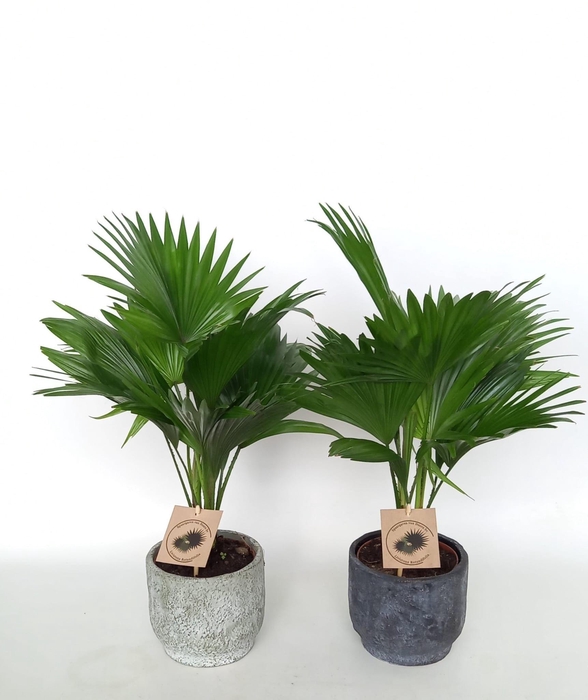 <h4>Livistona in Pot Dave 2 kleurenmix D14</h4>