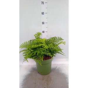 Asplenium 'Parvati'