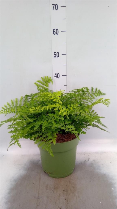 <h4>Asplenium 'Parvati'</h4>