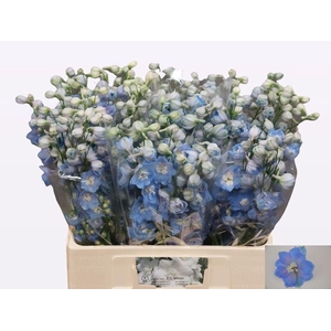 DELPHINIUM DU 'CENTURION SKYBLUE'