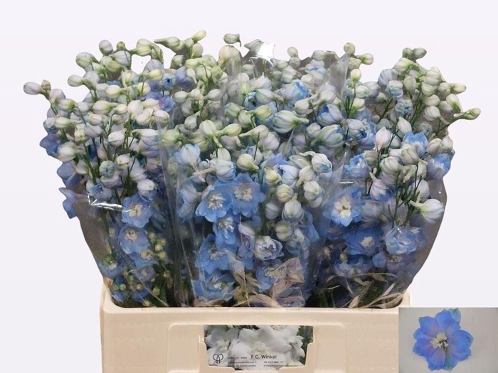<h4>DELPHINIUM DU 'CENTURION SKYBLUE'</h4>