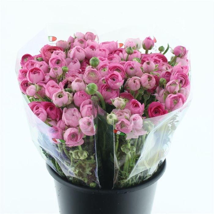 <h4>Ran El Pink</h4>