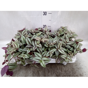 Tradescantia  'Zebra'