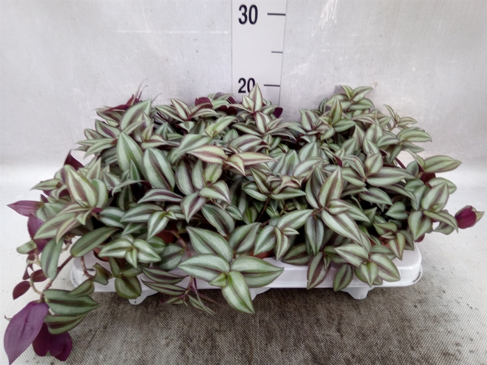 Tradescantia  'Zebra'