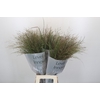 Panicum Virgatum Warrior