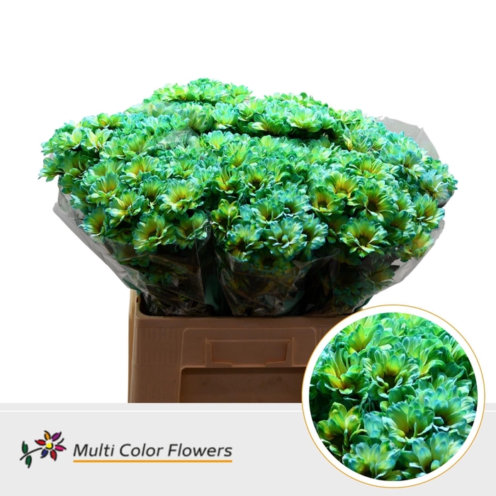 <h4>Chr. Tr 'Kennedy' DYED Caribbean Ara</h4>