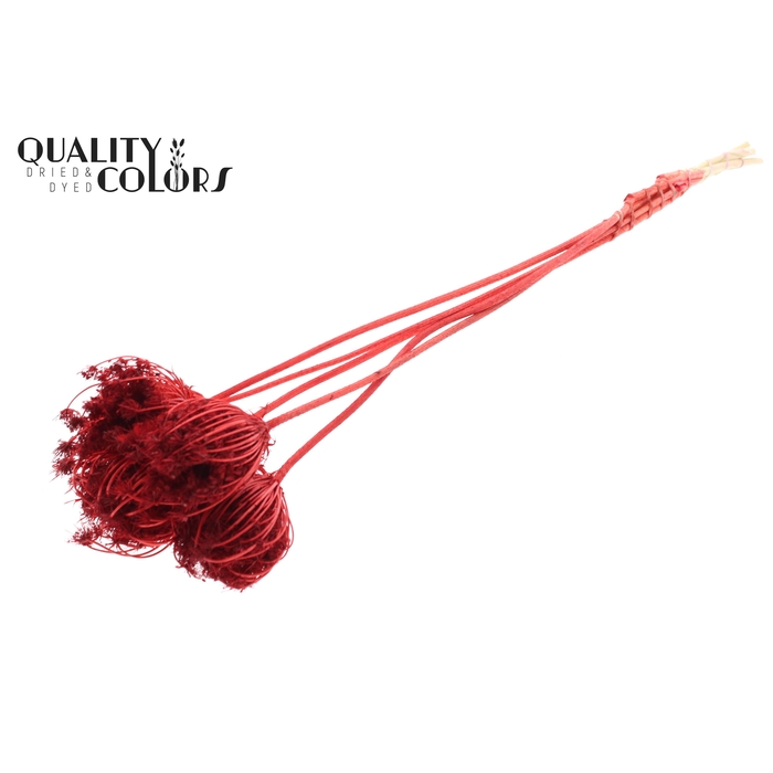 <h4>Ammi Majus 4-6cm 5pc/bunch Bleached Red</h4>