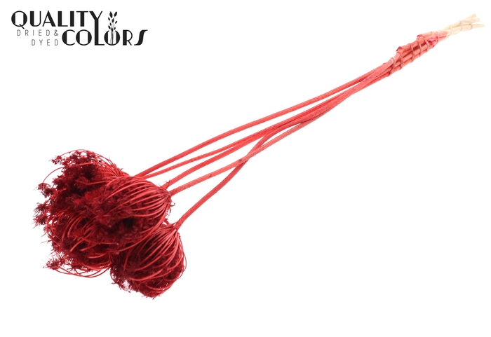 <h4>Ammi Majus 4-6cm 5pc/bunch Bleached Red</h4>