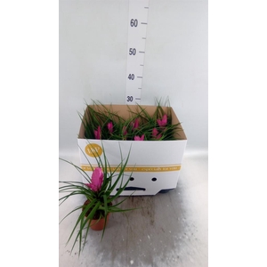 Tillandsia cyanea 'Josee'