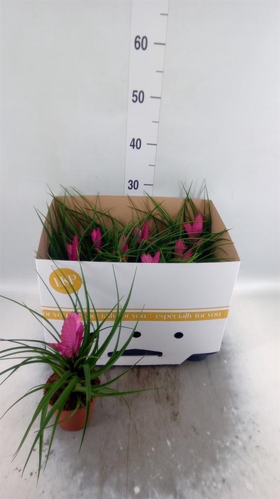 <h4>Tillandsia cyanea 'Josee'</h4>