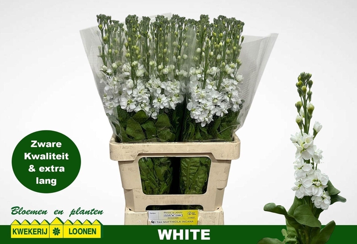 <h4>MATTH MILLA WHITE</h4>