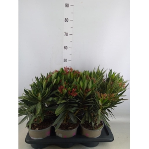 Nerium oleander   ...