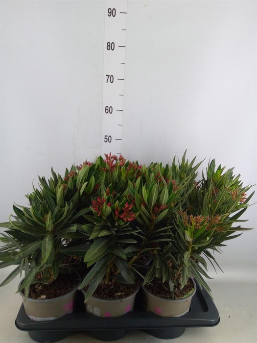 <h4>Nerium oleander   ...</h4>
