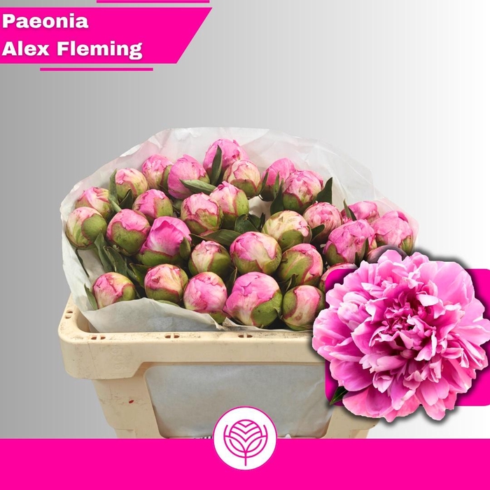 <h4>PAEO L ALEX FLEMING</h4>