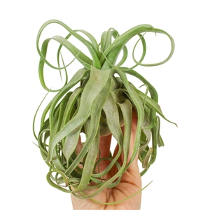 Tillandsia streptophylla large