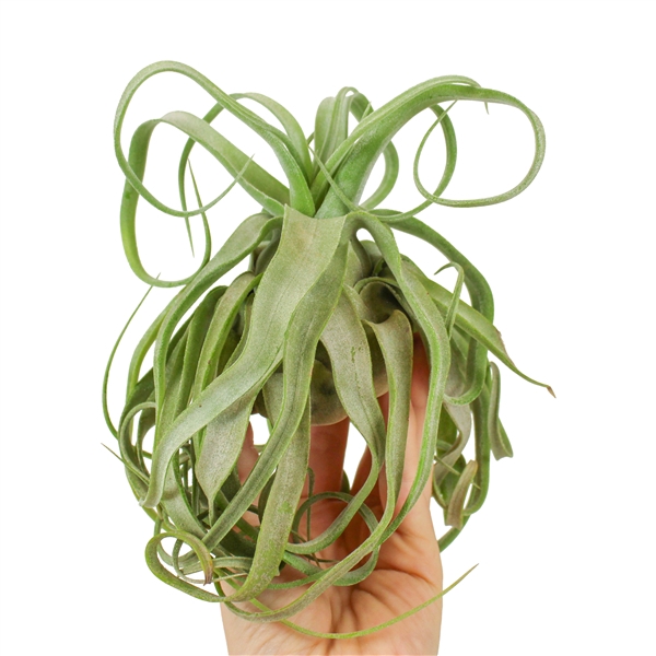 <h4>Tillandsia streptophylla large</h4>