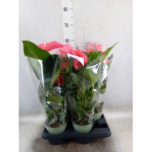 Anthurium andr. 'Maine'