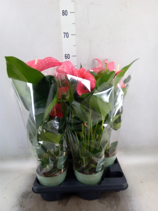 <h4>Anthurium andr. 'Maine'</h4>