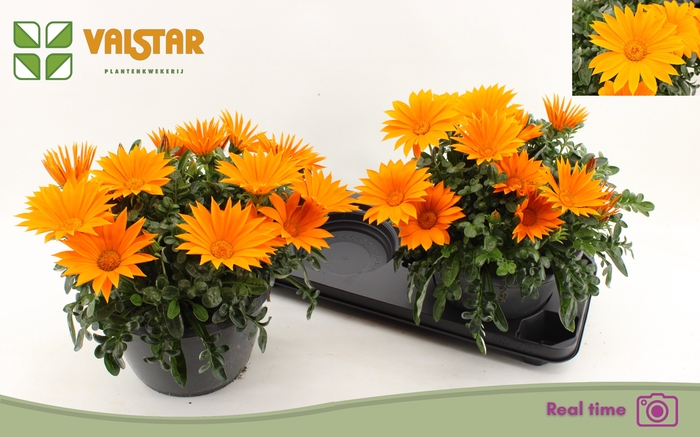 <h4>GAZ R DEEP ORANGE</h4>